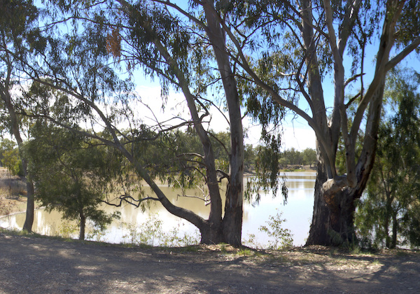 2 Lake river red gum